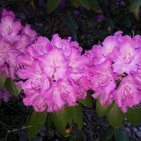 Blooming Rhododendrons, Chestnut Hill, Burnsville, NC