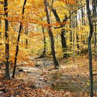 Autumn Leaves I, Little Washington, Shenandoah, VA