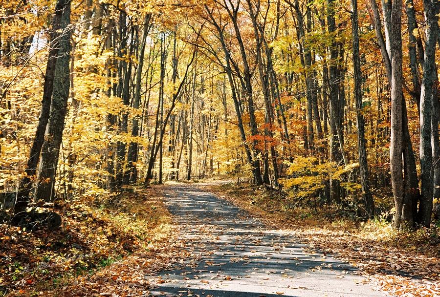 Autumn Leaves II, Shenandoah Valley Little Washington, VA