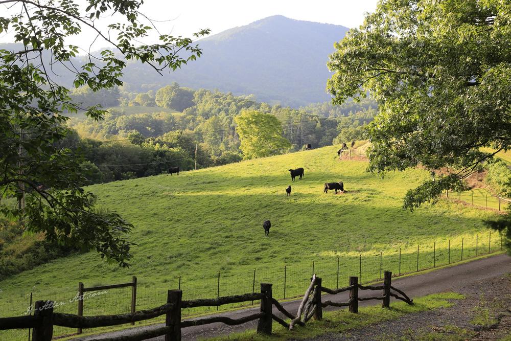 Cow Pasture, Cee Cee's Hollow, Bear Wallow, Burnsville, NC