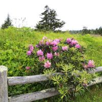 Rhododendrons & Fence, Roan Mountain, NC-TN