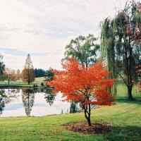 Red Maple Leaf Tree, Shenandoah Valley, Little Washington, VA