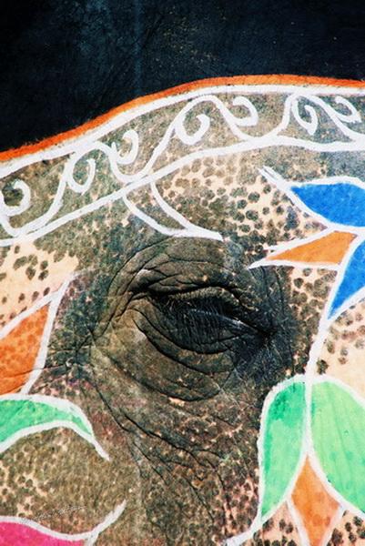 Elephant Eye, Rajasthan, India