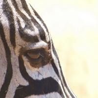 Zebra Eye, Serengeti, Tanzania, Africa