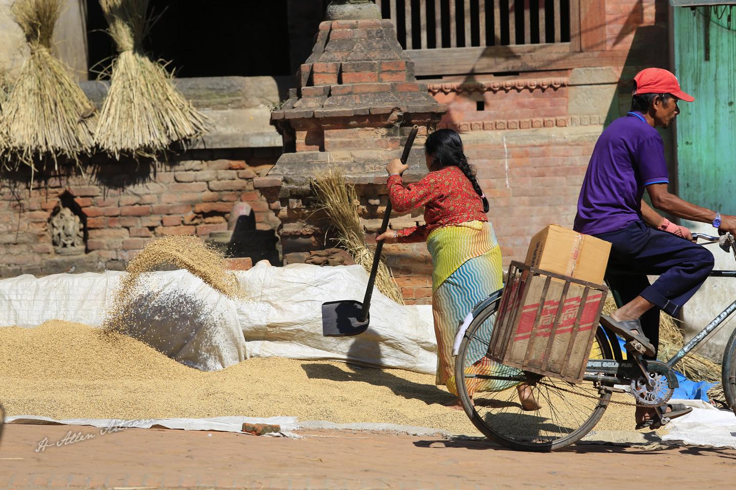 Aeration Rice Drying Process, Kathmandu, Nepal