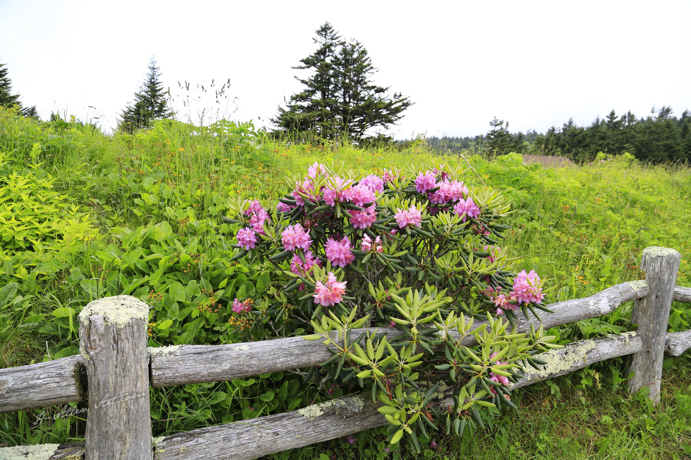 Rhododendrons & Fence, Roan Mountain, NC-TN Rhododendrons & Fence, Roan Mountain, NC-TN