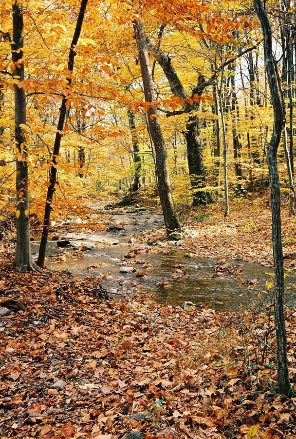 Autumn Leaves I, Little Washington, Shenandoah, VA Autumn Leaves I, Little Washington, Shenandoah, VA