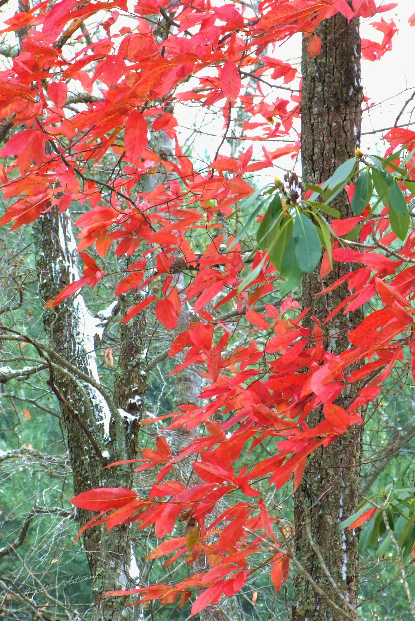 Chestnut Hill III, Burnsville, NC L1050044A Chestnut Hill III, Burnsville, NC L1050044A