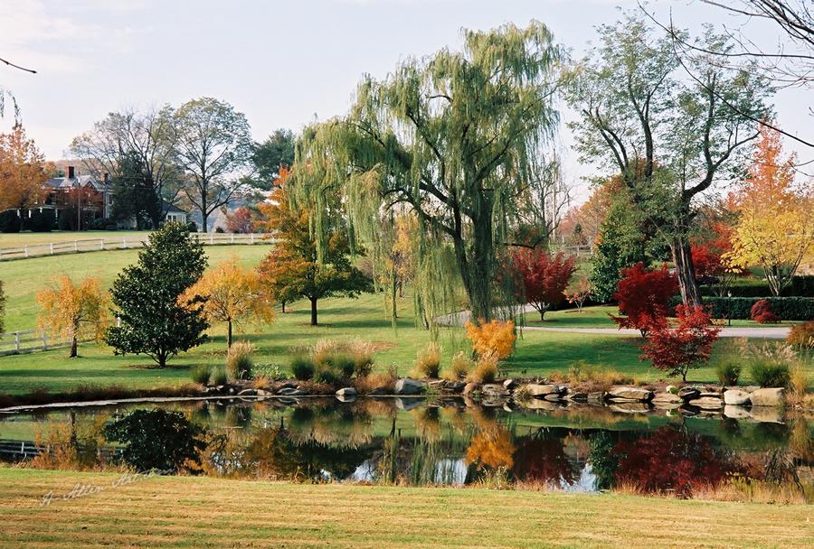 Cow Pasture, Golden Pond, Shenandoah Valley, Little Washington, VA Cow Pasture,Golden Pond, Shenandoah Valley, Little Washington, VA