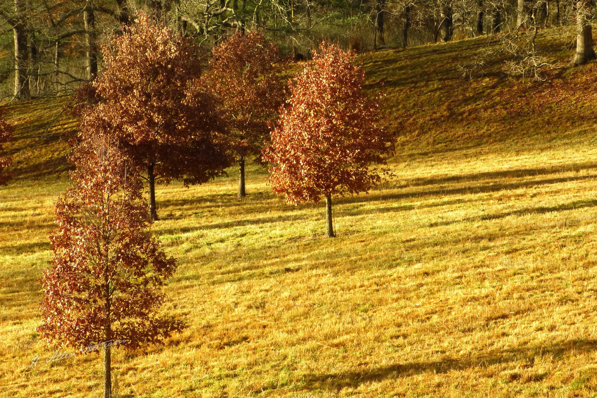 Maple Shadows, Biltmore Estate, Asheville, NC Maple Shadows, Biltmore Estate, Asheville, NC