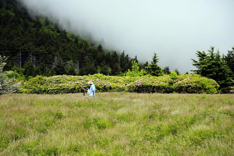 Plein Air Artist, Rhododendron Time, Roan Mountain, NC-TN Plein Air Artist, Rhododendron Time, Roan Mountain, NC-TN