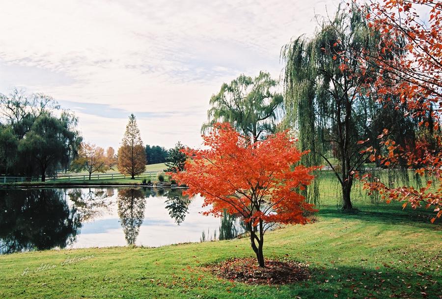 Red Maple Leaf Tree, Shenandoah Valley, Little Washington, VA Red Maple Leaf Tree, Shenandoah Valley, Little Washington, VA