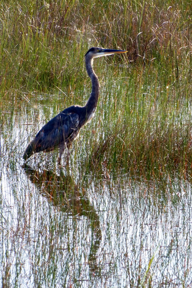 Blue Heron Reflection