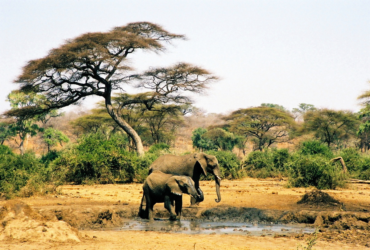  Elephant Mud Hole Kruger Game Reserve, South Africa
