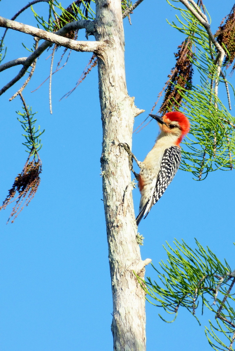 Red-bellied Woodpecker  Flamingo, Evergladess