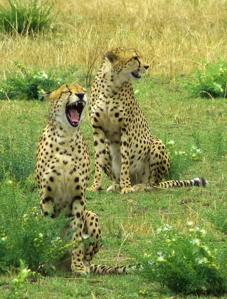 Yawning Cheetah  Serengeti, Tanzania, AF