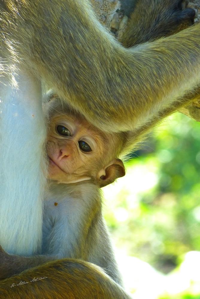 Baby Chimp, Kandy, Sri Lanka