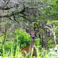 Deer, Roan Mtn, NC-TN