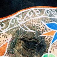 Elephant Eye, Rajasthan, India