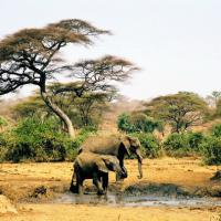 Elephant Mud Hole, South Africa