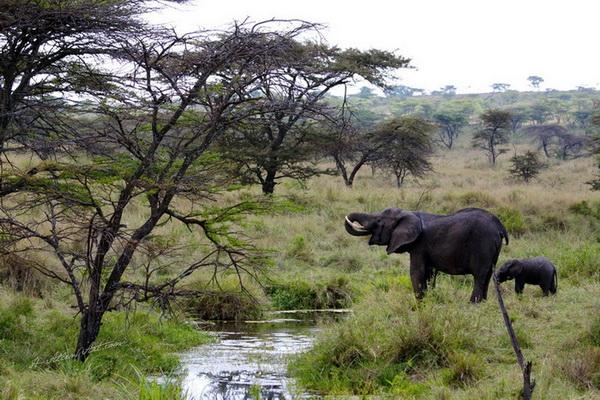 Elephant Watering Hole, Serengeti, Tanzania, Africa