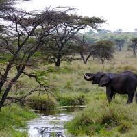 Elephant Watering Hole, Serengeti, Tanzania, Africa
