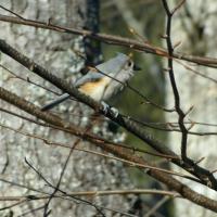 Bird on a Branch I, Chestnut Hill, Burnsville, NC