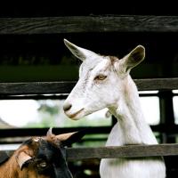 Cali Goats, Colombia