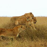 Lion Pride - atop termite mound searching for their next meal - Serengeti, Tanzania, Africa