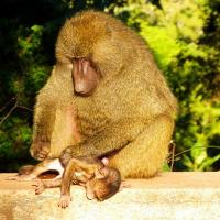 Nurturing Monkey, Serengeti, Tanzania, Africa