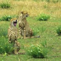 Yawning Cheetah, Serengeti, Tanzania, Africa