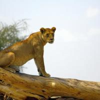 Female Lion, Serengeti, Tanzania, Africa