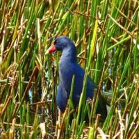 Florida Everglades Bird