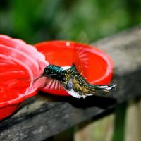 Fluttering Hummingbird - Cali, Colombia