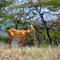 Grant's Gazelle, Serengeti, Tanzania, Africa